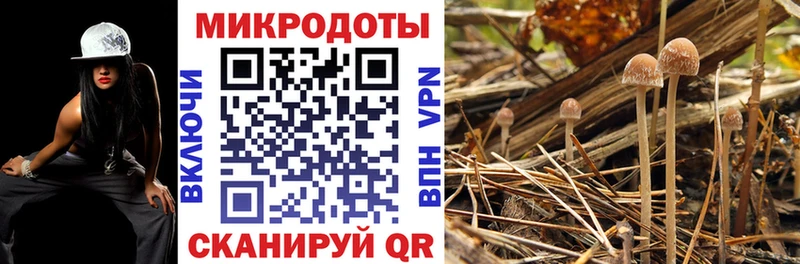 блэк спрут как войти Андреаполь Галлюциногенные грибы Psilocybe дарнет шоп
